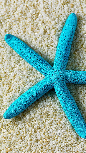 Vibrant Turquoise Starfish Resting on Fine White Sand Beach HD phone wallpaper