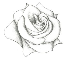 Realistic Pencil Sketch of a Blooming Rose with Detailed Shading and Soft Petal Layers HD wallpaper