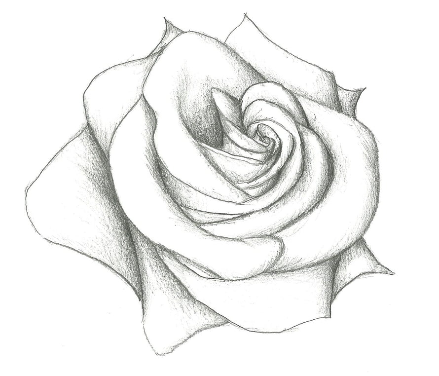 Realistic Pencil Sketch of a Blooming Rose with Detailed Shading and Soft Petal Layers HD wallpaper
