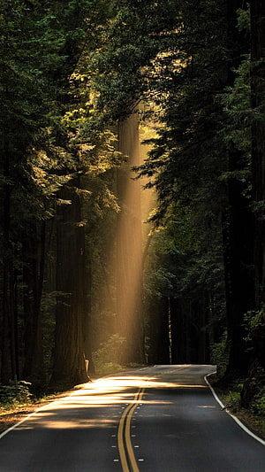 Sunlit Forest Road Winding Through Tall Evergreen Trees HD phone wallpaper