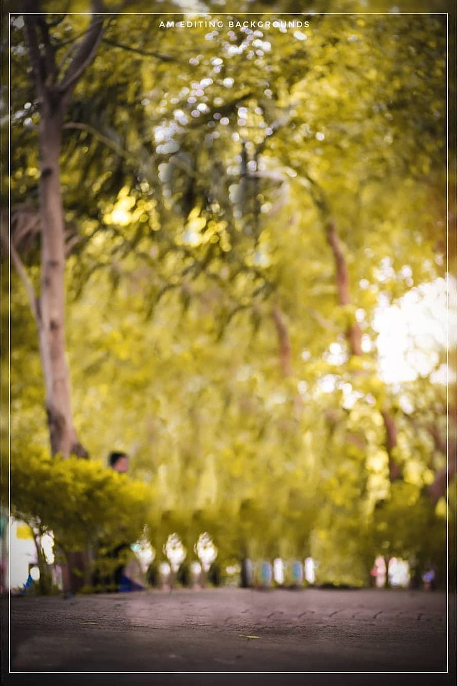 Sunlit Tree Canopy with Soft Bokeh and Park Path HD phone wallpaper