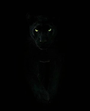 Black Panther Portrait With Glowing Green Eyes Against Dark Background HD phone wallpaper