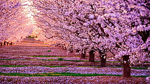 Cherry Blossom Orchard at Golden Hour with Petal-Covered Ground and Soft Pink Canopy HD wallpaper