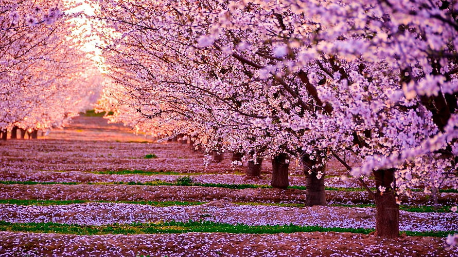 Cherry Blossom Orchard at Golden Hour with Petal-Covered Ground and Soft Pink Canopy HD wallpaper