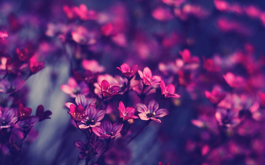 Vibrant Pink Wildflowers in Soft Focus with Dreamy Purple Hues HD wallpaper