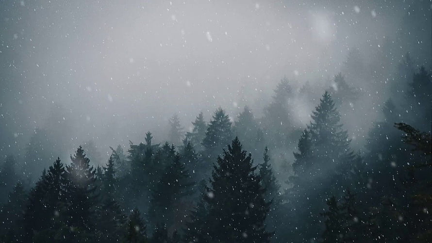 Misty Evergreen Forest Under Falling Snow in a Cold Winter Landscape HD wallpaper