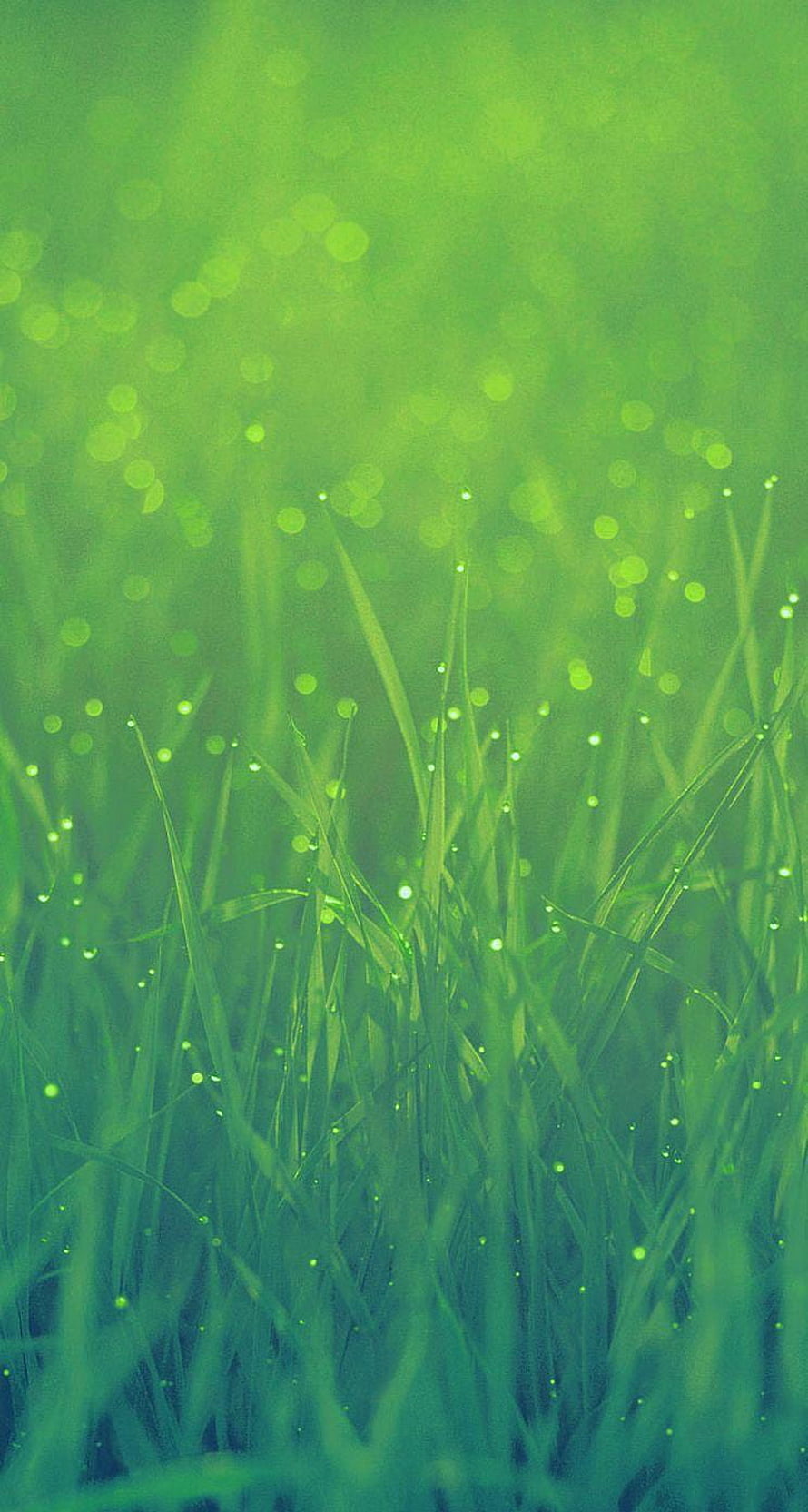 Vibrant Green Grass Blades with Dew Drops and Soft Bokeh Light HD phone wallpaper