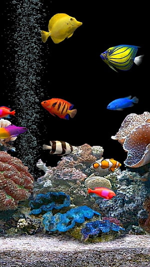 Vibrant 3D Fish Tank with Colorful Tropical Fish and Coral Reef HD phone wallpaper