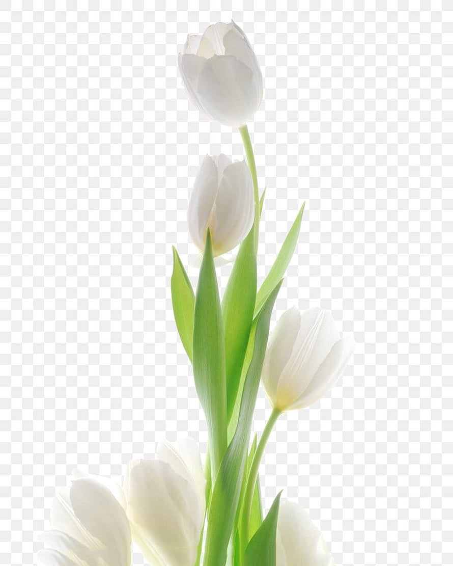Elegant White Tulip Stems with Green Leaves on a Transparent Background HD phone wallpaper
