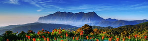 Vibrant red poppy field in the foreground with a majestic mountain range and blue sky in the background HD wallpaper