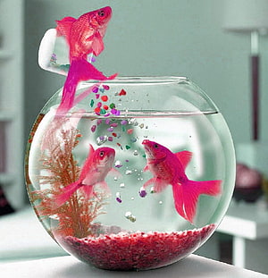 Vibrant Pink Goldfish in a Round Glass Bowl with Colorful Gravel and Bubbles HD phone wallpaper