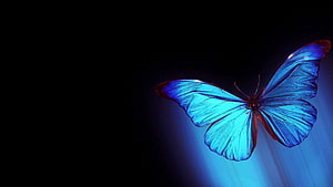 Vibrant Blue Morpho Butterfly with Glowing Wings on a Dark Background HD wallpaper