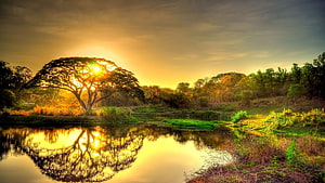 Golden sunset over a calm lake with a lone tree and lush greenery HD wallpaper