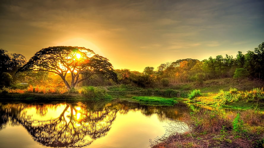 Golden sunset over a calm lake with a lone tree and lush greenery HD wallpaper