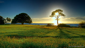 Golden sunset over a coastal meadow with a lone tree silhouetted against the bright sun HD wallpaper