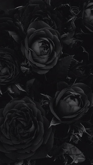 Dark Gothic Black Roses in Monochrome Close-Up Floral Arrangement HD phone wallpaper