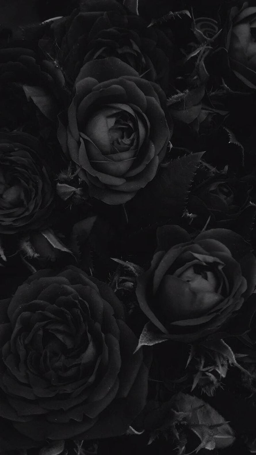 Dark Gothic Black Roses in Monochrome Close-Up Floral Arrangement HD phone wallpaper