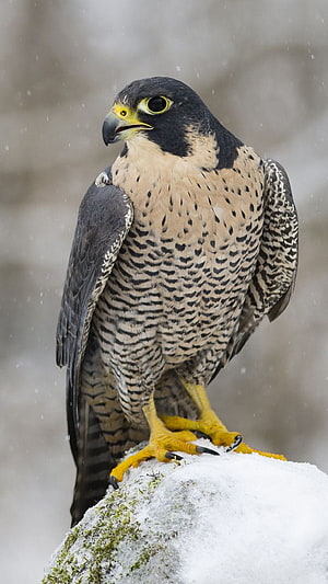 Peregrine Falcon Perched on Snow-Covered Rock in Winter HD phone wallpaper