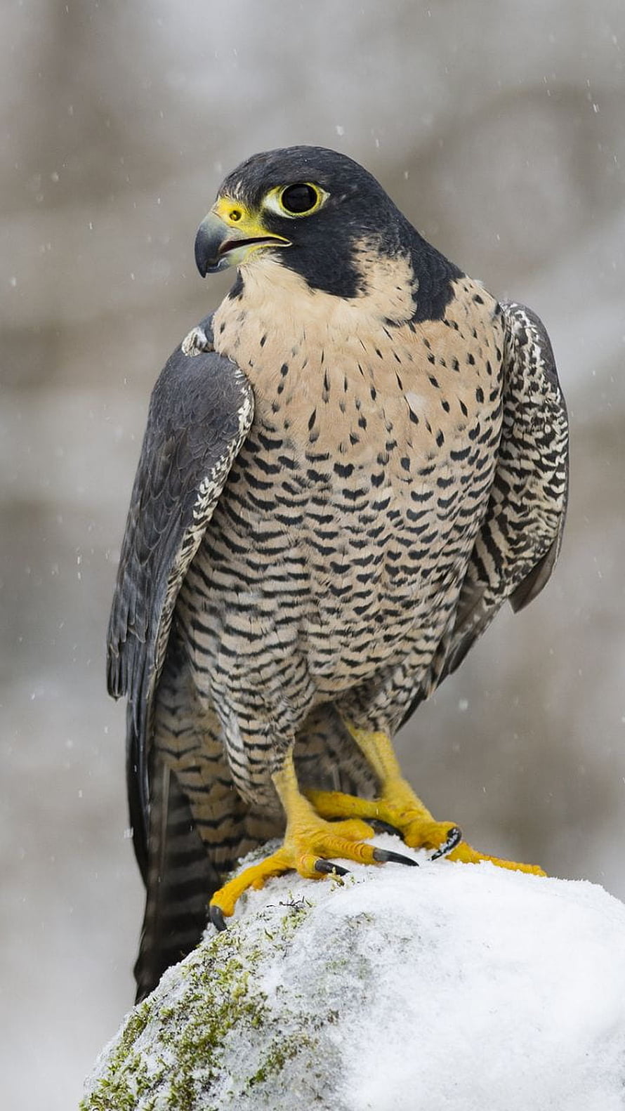 Peregrine Falcon Perched on Snow-Covered Rock in Winter HD phone wallpaper