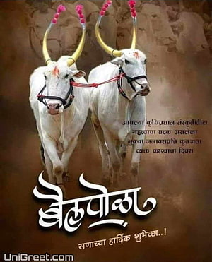 Bail Pola Festival Greeting Card with Decorated White Cattle and Marathi Text HD phone wallpaper