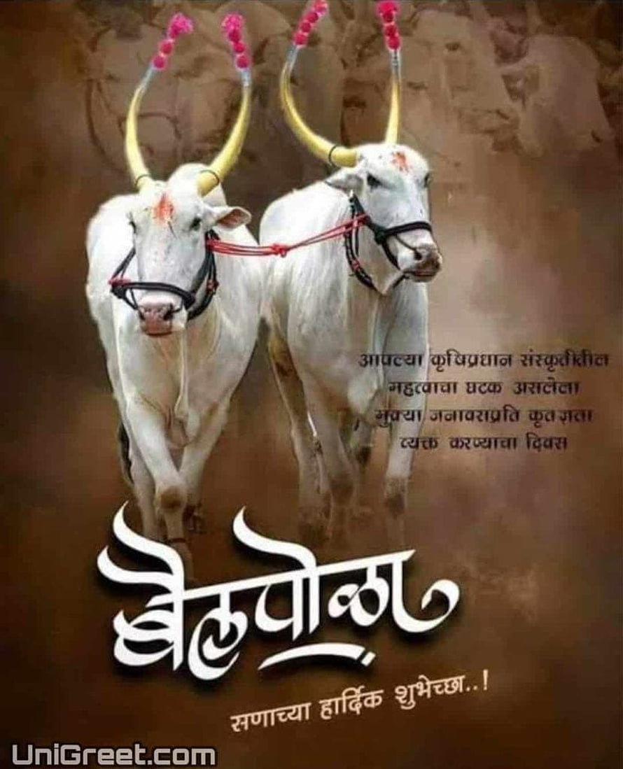 Bail Pola Festival Greeting Card with Decorated White Cattle and Marathi Text HD phone wallpaper