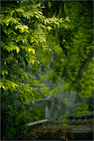 Lush Green Foliage and Blurred Garden Path in Soft Natural Light HD phone wallpaper