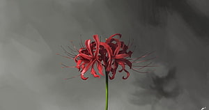Red Spider Lily Lycoris Radiata Blooming Against Moody Grey Sky HD wallpaper
