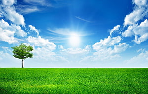 Lone Tree on a Vibrant Green Meadow Under a Bright Blue Sky with Fluffy White Clouds HD wallpaper
