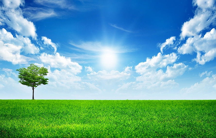 Lone Tree on a Vibrant Green Meadow Under a Bright Blue Sky with Fluffy White Clouds HD wallpaper