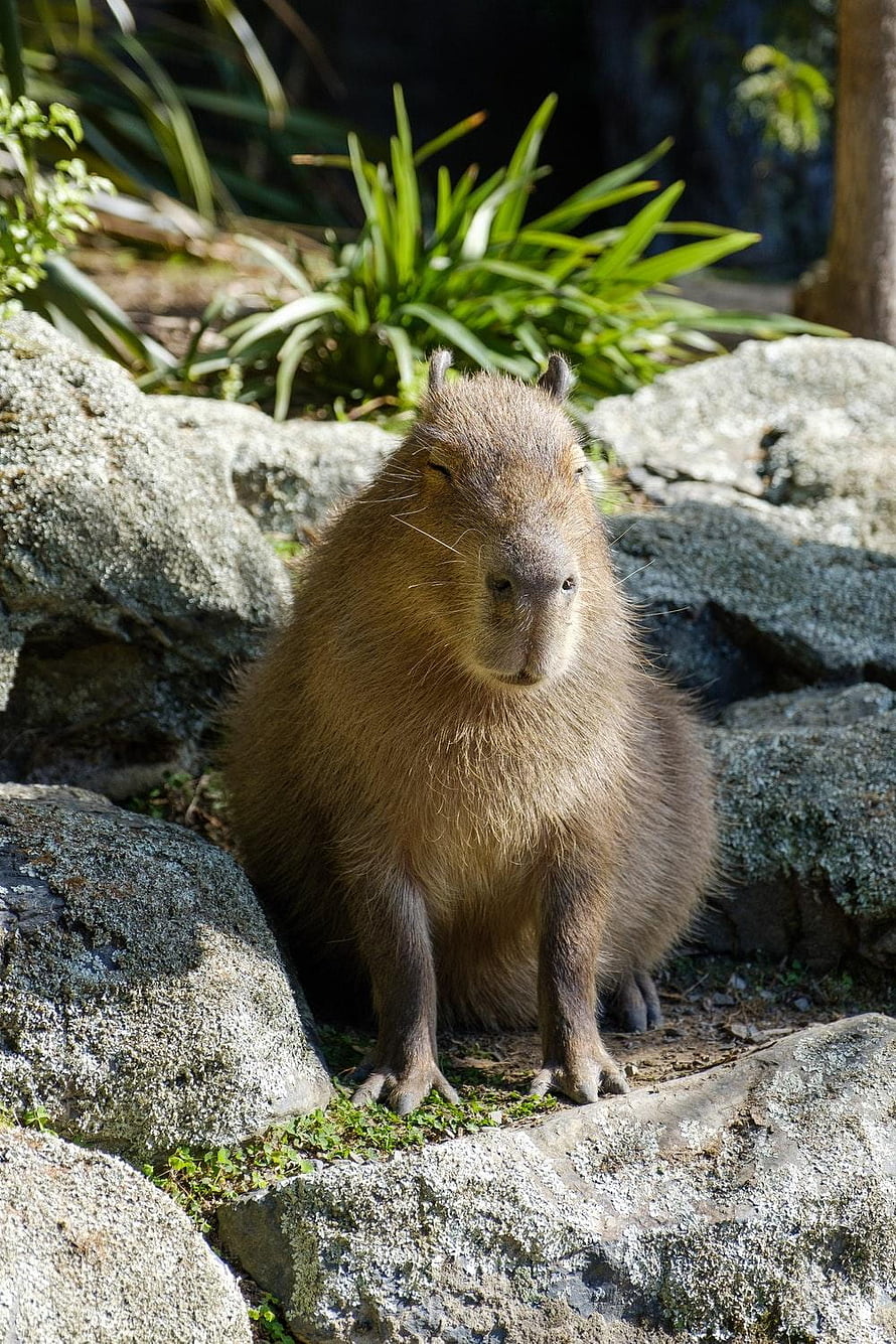 Capybara Standing on Mossy Rocks in a Sunlit Natural Habitat HD phone wallpaper