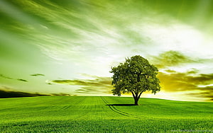Lone Tree on a Rolling Green Meadow Under a Dramatic Sky HD wallpaper