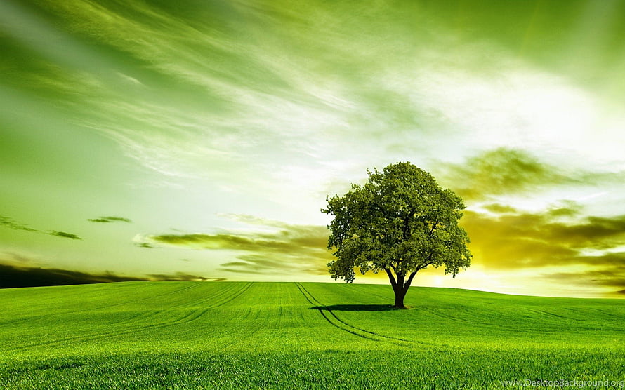 Lone Tree on a Rolling Green Meadow Under a Dramatic Sky HD wallpaper