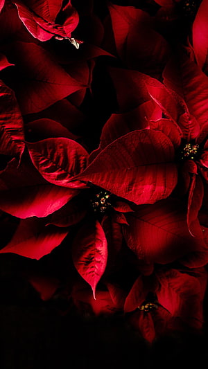 Dramatic Close-Up of Deep Red Poinsettia Bracts Against a Dark Background HD phone wallpaper