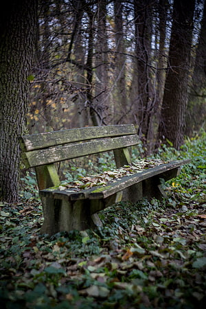 Weathered wooden bench in a misty autumn forest with fallen leaves HD phone wallpaper