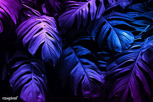 Vibrant Neon Purple and Blue Monstera Leaves Against a Dark Background HD wallpaper