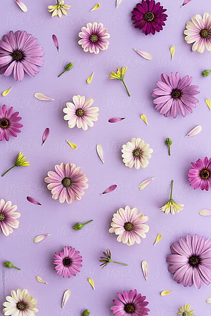Scattered Purple and White Daisies on a Lavender Background HD phone wallpaper