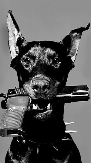Black and White Portrait of a Doberman Pinscher Holding a Pistol in Its Mouth HD phone wallpaper