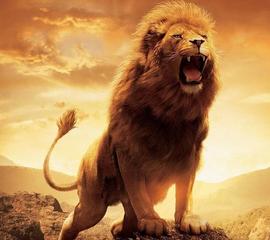 Majestic Male Lion Roaring on Rocky Outcrop at Golden Sunset HD wallpaper