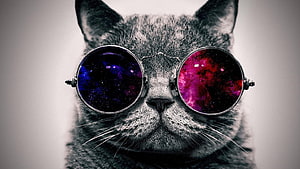 Cosmic Cat Portrait Wearing Galaxy Themed Round Sunglasses HD wallpaper