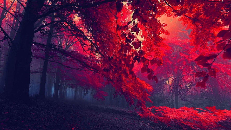 Mystical Dark Forest with Vibrant Red Autumn Foliage and Misty Atmosphere HD wallpaper