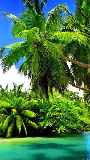 Tropical Coconut Palms Overlooking Turquoise Lagoon Under Blue Sky HD phone wallpaper