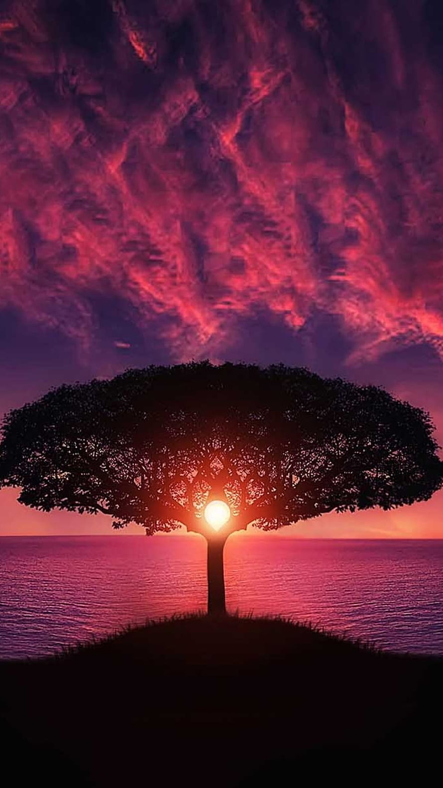 Silhouette of a lone tree on a hill against a dramatic red sunset sky over a calm ocean HD phone wallpaper