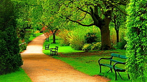 Serene Garden Path Lined With Lush Green Trees And Benches On A Sunny Day HD wallpaper