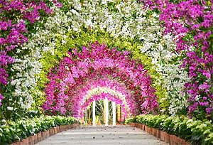 Vibrant Bougainvillea Flower Tunnel Garden Pathway with White and Pink Blooms HD wallpaper