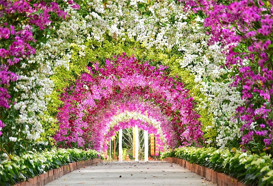 Vibrant Bougainvillea Flower Tunnel Garden Pathway with White and Pink Blooms HD wallpaper
