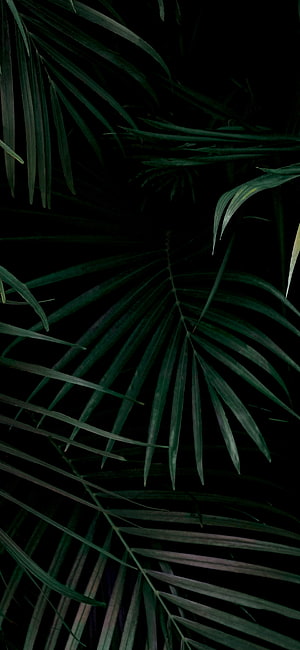 Dark Tropical Palm Fronds Against Black Background HD phone wallpaper