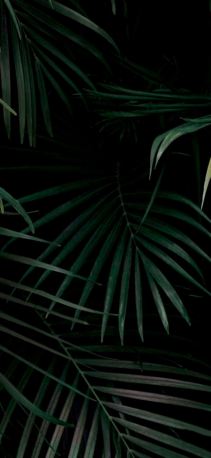 Dark Tropical Palm Fronds Against Black Background HD phone wallpaper