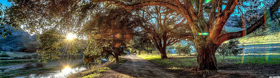Sunlit Country Lane Lined with Mature Trees and a Stream HD wallpaper