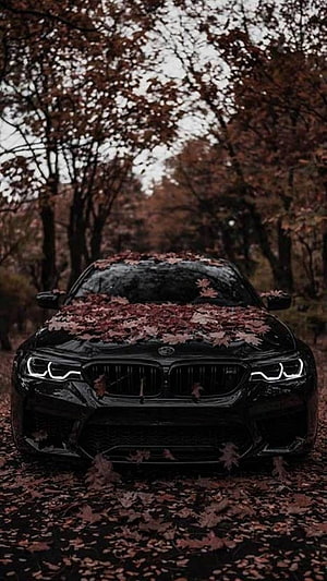 Black BMW M5 Covered in Autumn Leaves on a Forest Road HD phone wallpaper
