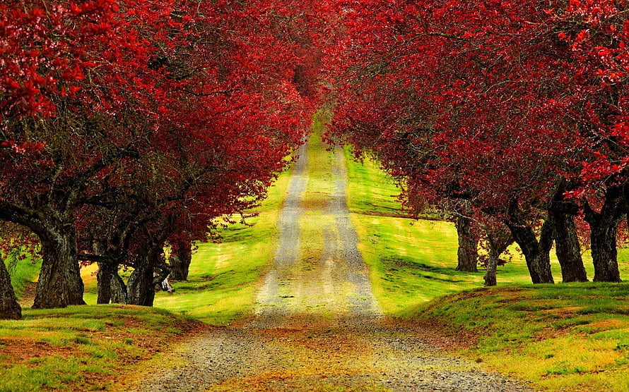 Vibrant Autumn Tree Tunnel Lining a Gravel Country Road HD wallpaper
